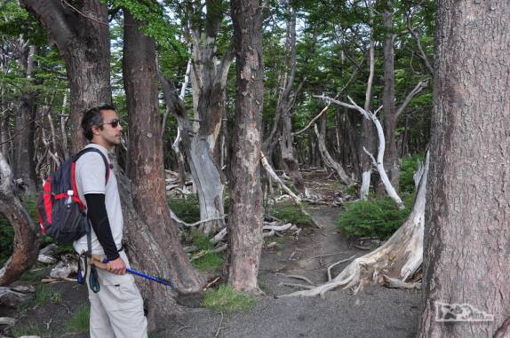 Atravessando um trecho de bosque na trilha da Loma del Pliegue Tumbado, em El Chaltén, na patagônia argentina
